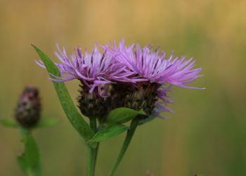 Wocheiner Schwärzliche Flockenblume (Centaurea nigrescens ssp. vochinensis) - © Emanuel Trummer